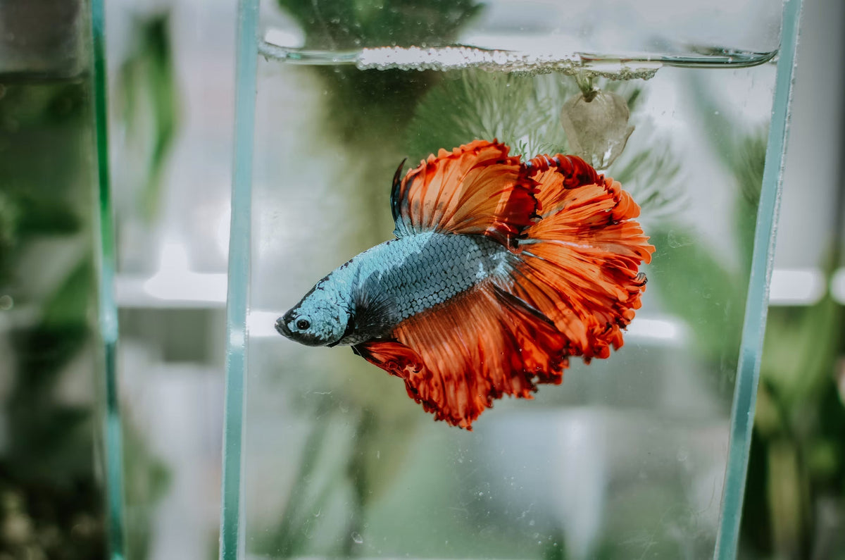 How to Clean a Betta Tank Without Stressing Your Fish (Or Yourself)