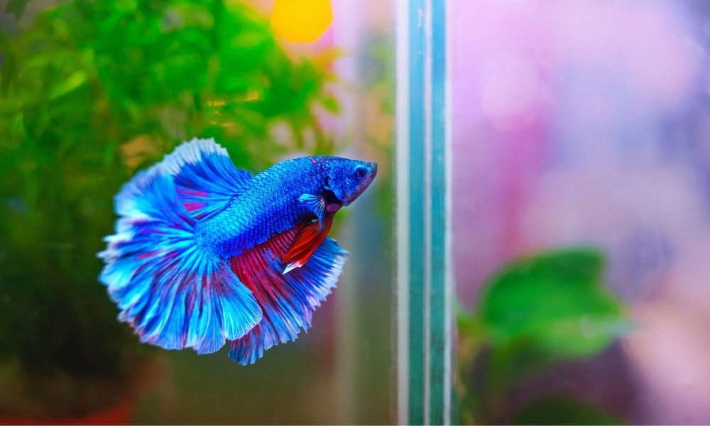 How To Treat a Betta Fish With Popeye