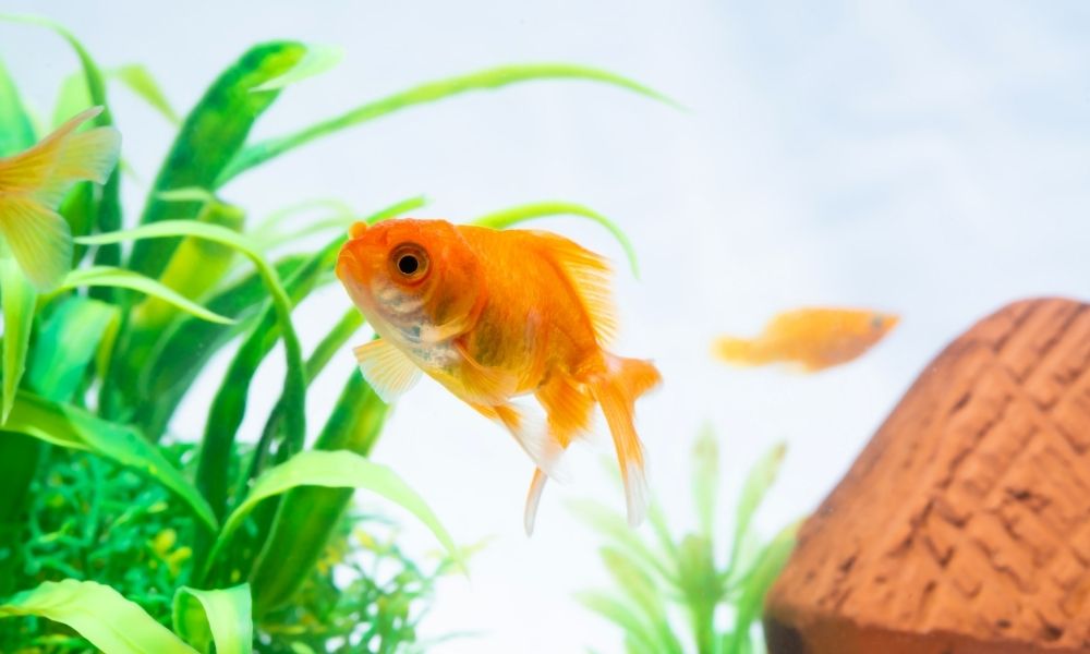 How To Care for Freshwater Aquatic Life