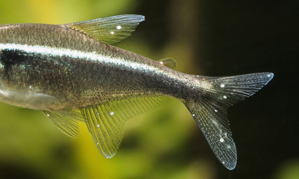 Common Signs of Disease in Pet Fish