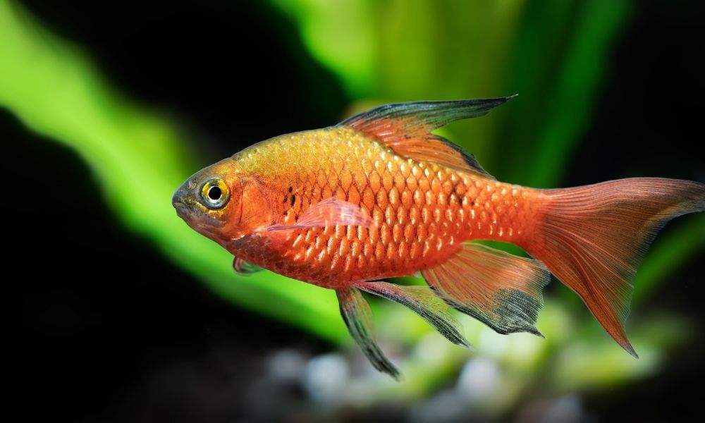 Common Fungal Infections in Fish 
