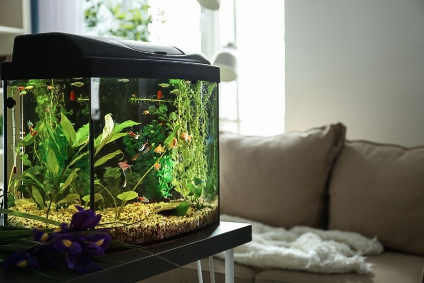 How an at-Home Aquarium Helps Your Health