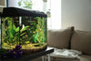 How an at-Home Aquarium Helps Your Health