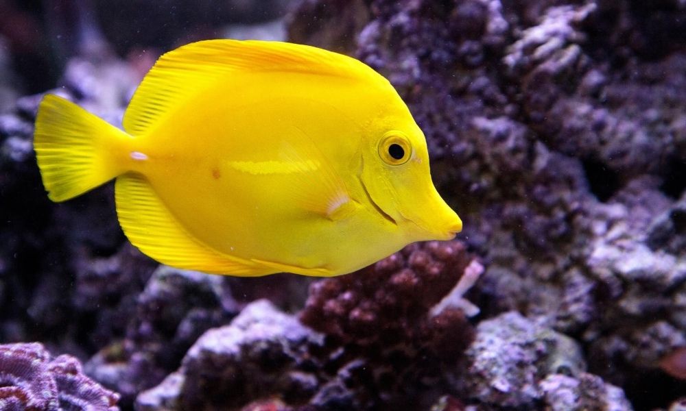 Ulcer Disease Treatment for Fish