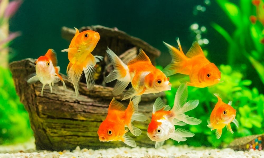 How To Treat Swim Bladder in Fish 