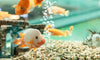 Ways To Remove Nitrate From Your Aquarium