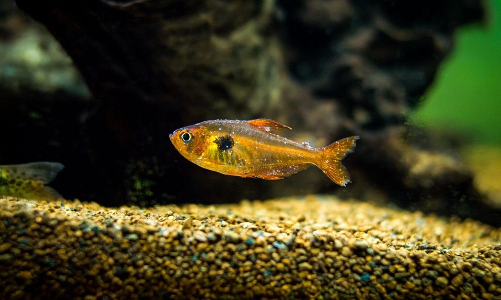 How to Treat Ichthyophthirius Multifilis in Fish