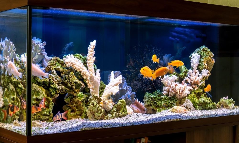 A Guide To Aquarium Maintenance