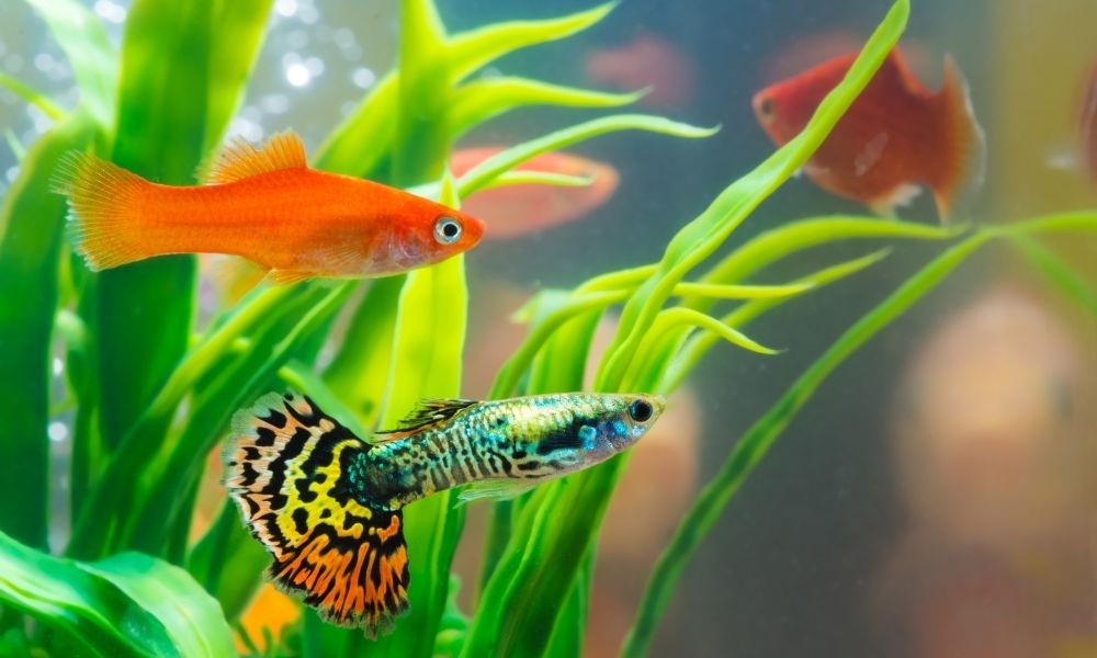Treat fish cotton mouth