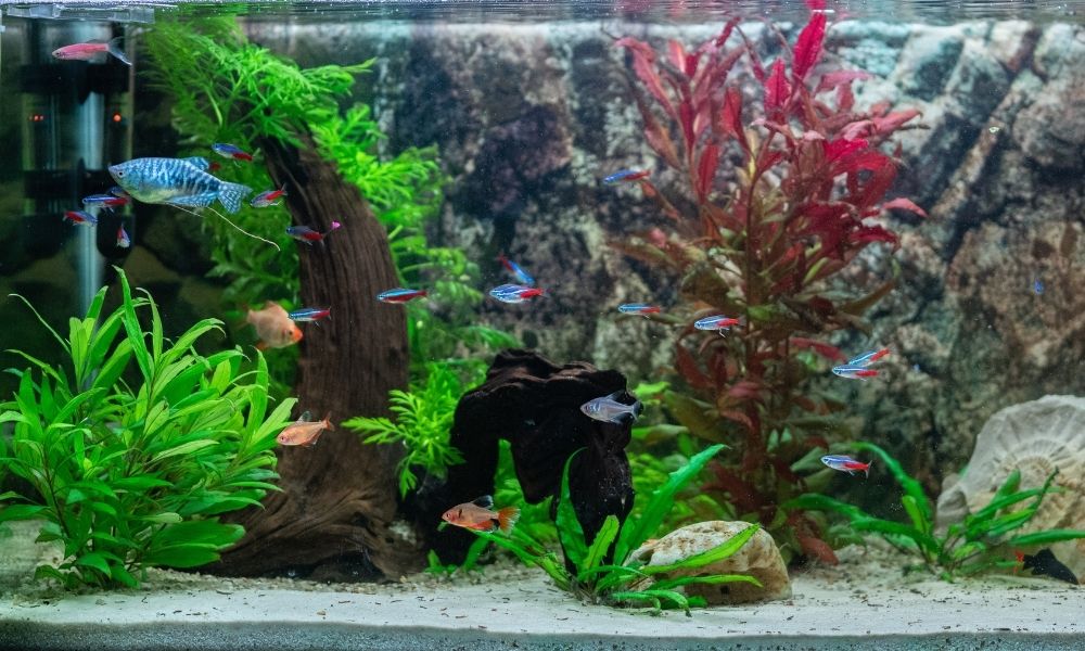 How To Maintain the Health of Your Aquarium