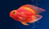 Common Misconceptions About Pet Fish