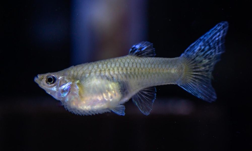 The Most Common Fish Diseases You Should Know