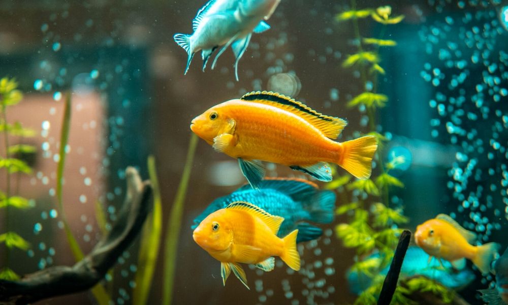 What Does Amoxicillin Treat in Fish?