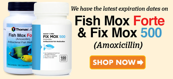 Fish Mix Amoxicillin